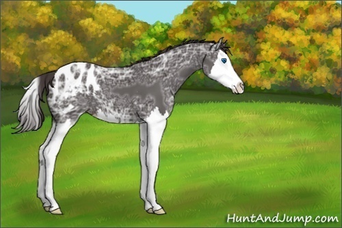 Horse Color:Smoky Black Ice Splash Appaloosa 