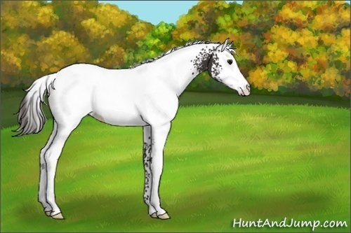 Horse Color:White Spotted Smoky Black Appaloosa 