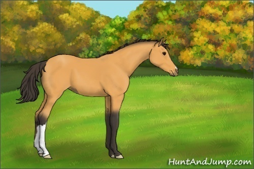 Horse Color:Buckskin 
