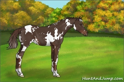 Horse Color:White Spotted Liver Chestnut 