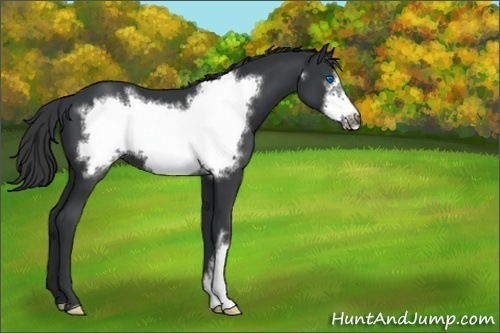 Horse Color:Black Frame 