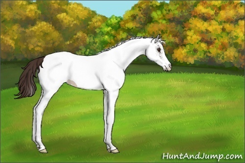 Horse Color:White Spotted Liver Chestnut Appaloosa 