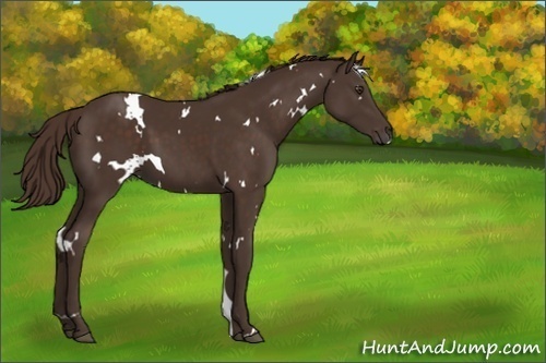 Horse Color:White Spotted Liver Chestnut 