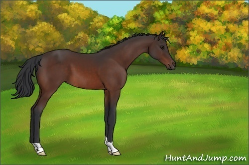 Horse Color:Brown 