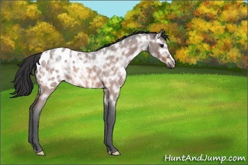 Horse Color:Unknown 