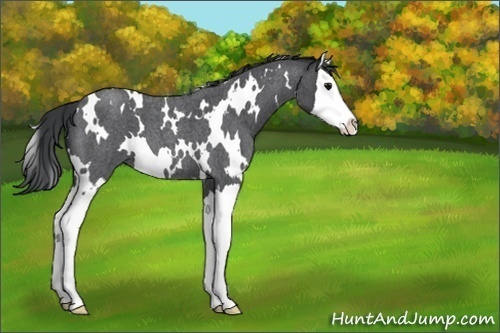 Horse Color:Unknown 