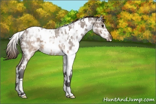 Horse Color:Unknown 