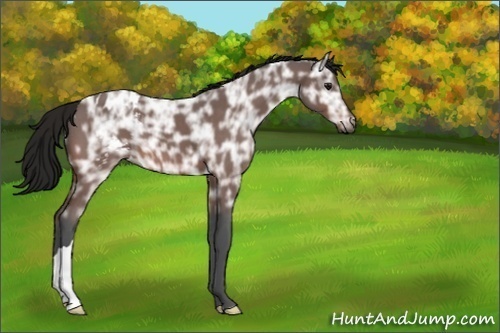 Horse Color:Unknown 