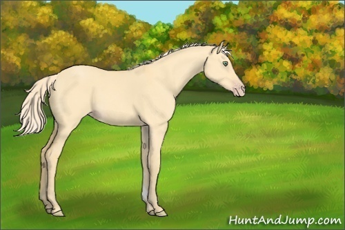 Horse Color:Gold Cream Champagne Dun Sabino 