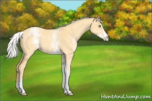 Horse Color:White Spotted Silver Amber Cream Champagne Dun Splash