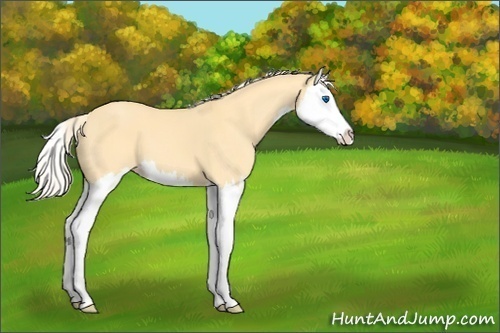 Horse Color:Gold Cream Champagne Dun Splash 