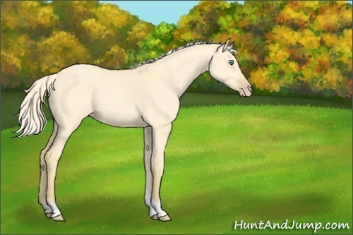 Horse Color:Gold Cream Champagne Dun