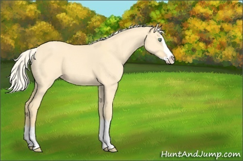 Horse Color:Gold Cream Champagne Dun Sabino Splash