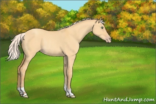 Horse Color:Silver Sable Cream Champagne Dun Rabicano 