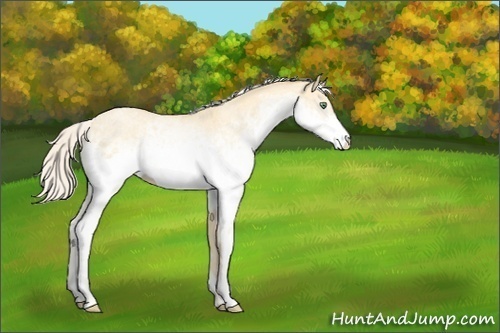 Horse Color:White Spotted Silver Classic Cream Champagne Dun Rabicano
