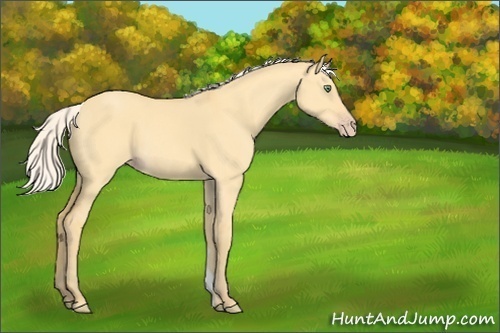 Horse Color:Silver Amber Cream Champagne Dun 