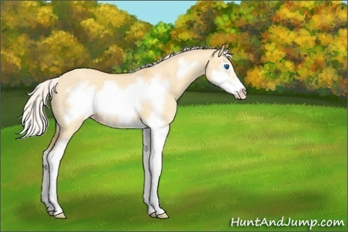 Horse Color:Silver Classic Cream Champagne Dun Splash Frame