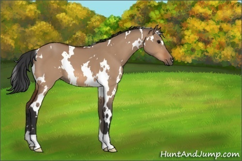 Horse Color:White Spotted Bay Dun