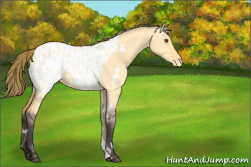 Horse Color:White Spotted Buckskin Dun Blanket 