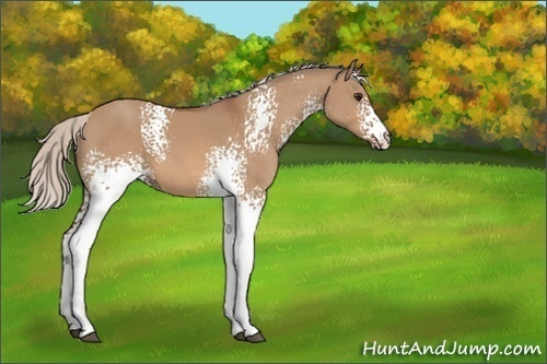 Horse Color:White Spotted Silver Bay Dun