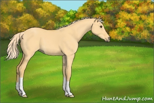 Horse Color:Palomino Dun