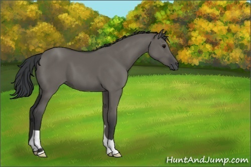 Horse Color:Grullo 