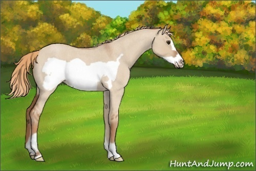 Horse Color:Red Dun Roan Frame
