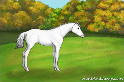 Horse Color:Black Ice Sabino 