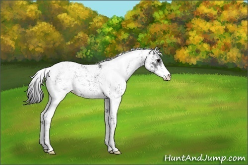 Horse Color:Black Ice Sabino