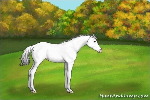 Horse Color:Black Sabino Splash 