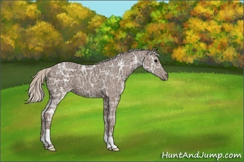 Horse Color:Silver Black Ice