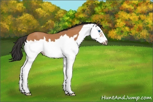 Horse Color:Bay Splash Frame