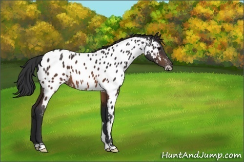 Horse Color:Brown Appaloosa 