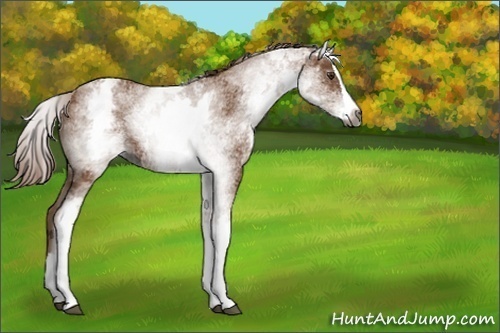 Horse Color:Gray White Spotted Chestnut Splash Rabicano 
