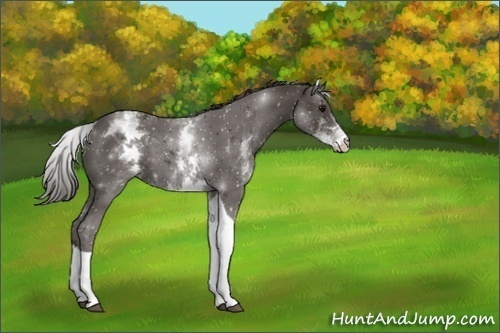 Horse Color:Unknown 