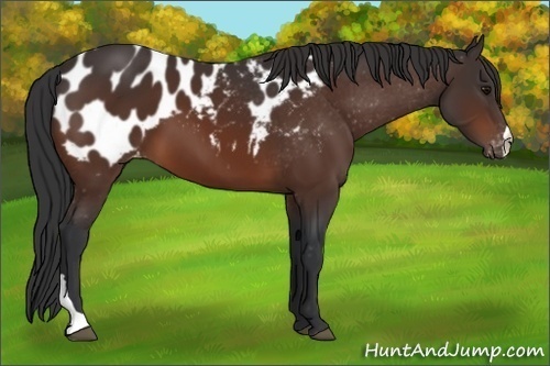 Horse Color: Bay Blanket 