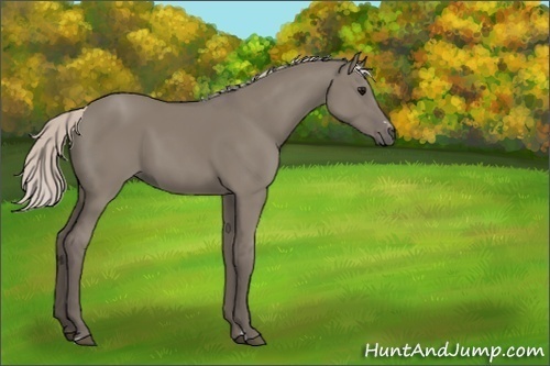 Horse Color:Unknown 