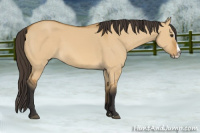 Horse Color:Buckskin Dun Splash