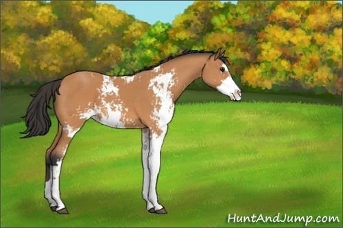 Horse Color:Bay Sabino