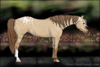 Horse Color:Gray Red Dun Appaloosa 