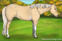 Horse Color:Palomino Dun Tobiano 