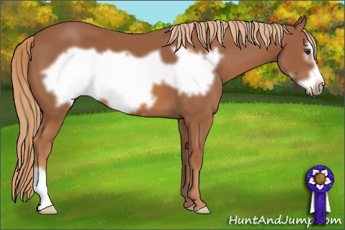 Horse Color: Chestnut Frame 