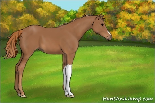 Horse Color:Chestnut 