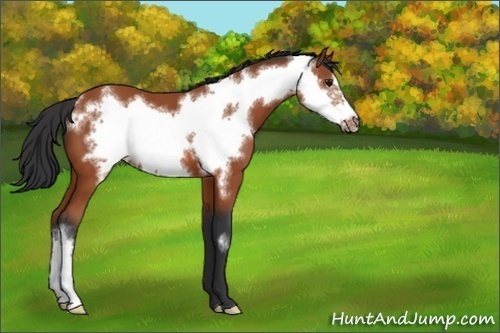 Horse Color:Bay Frame 