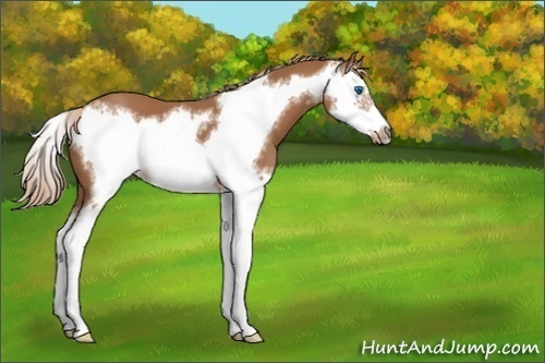 Horse Color:Chestnut Splash Frame 