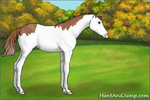 Horse Color:Chestnut Splash 
