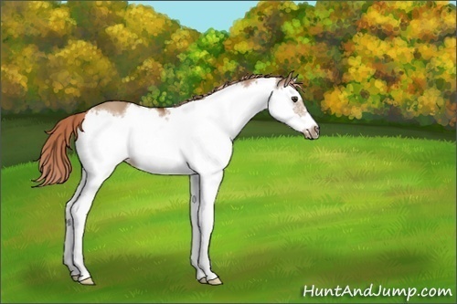 Horse Color:Red Dun Splash Frame 