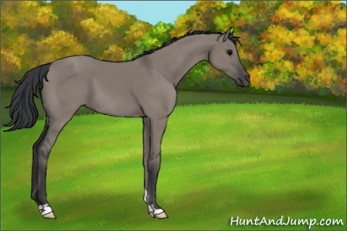 Horse Color:Grullo 