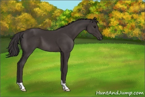 Horse Color:Smoky Black