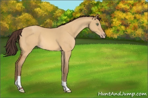 Horse Color:Sable Cream Champagne Dun